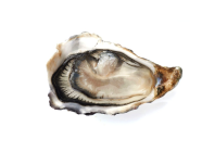 Live Fin De Claire Oyster No 2